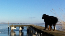 Max auf dem Bootssteg schaut nach dem Eis auf dem Peenestrom / Usedom